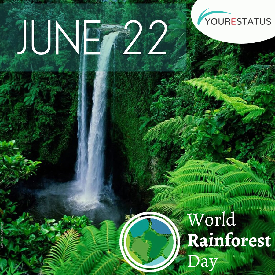 YES-fbpost---World-Rainforest-Day